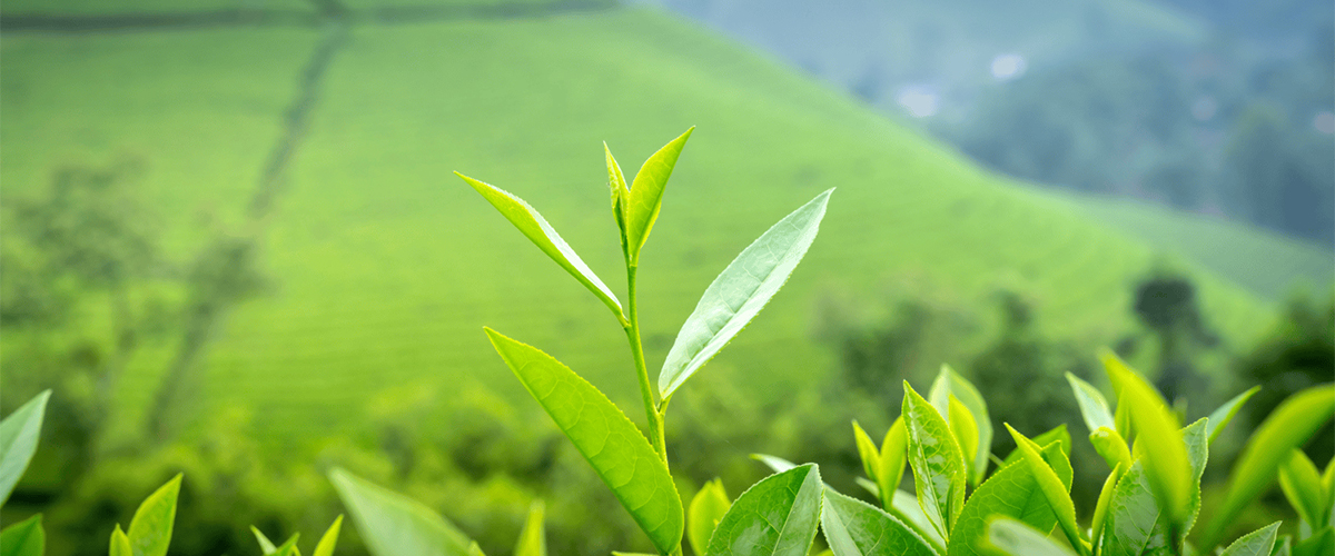 Ceylon Tea